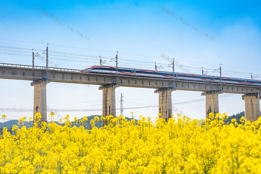 高铁 花海