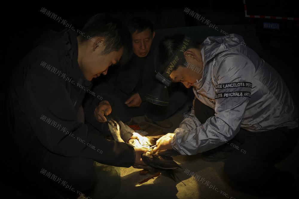 中华秋沙鸭 斑嘴鸭 野生动物 桃江羞女湖国家湿地公园