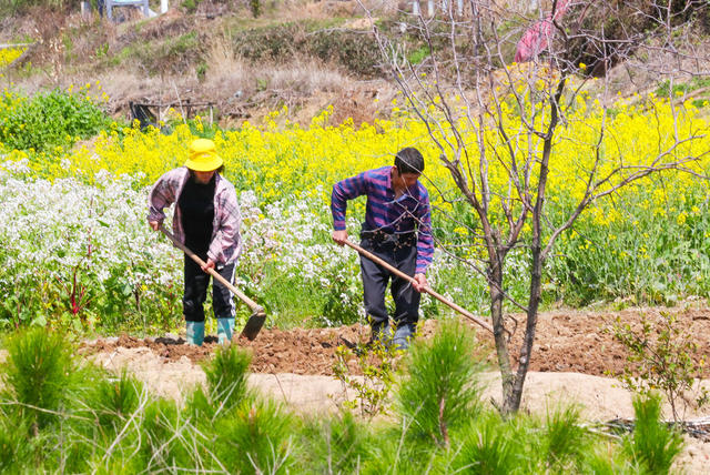 春分  农事  春耕  挖土