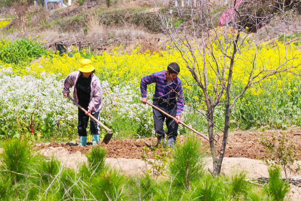 春分  农事  春耕  挖土