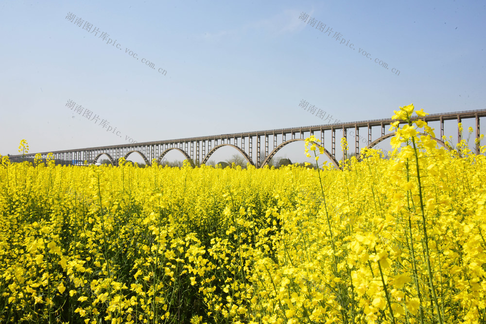 二十四节气  春分  水利设施  灌溉渡槽  油菜花海