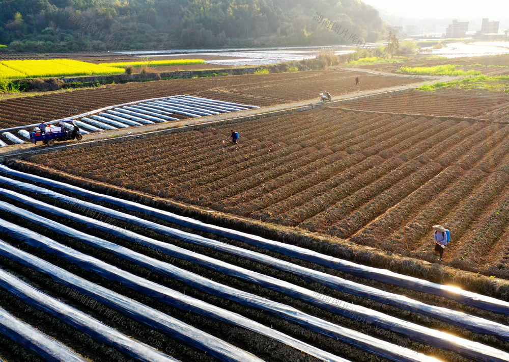 嘉禾：春分时节农事忙