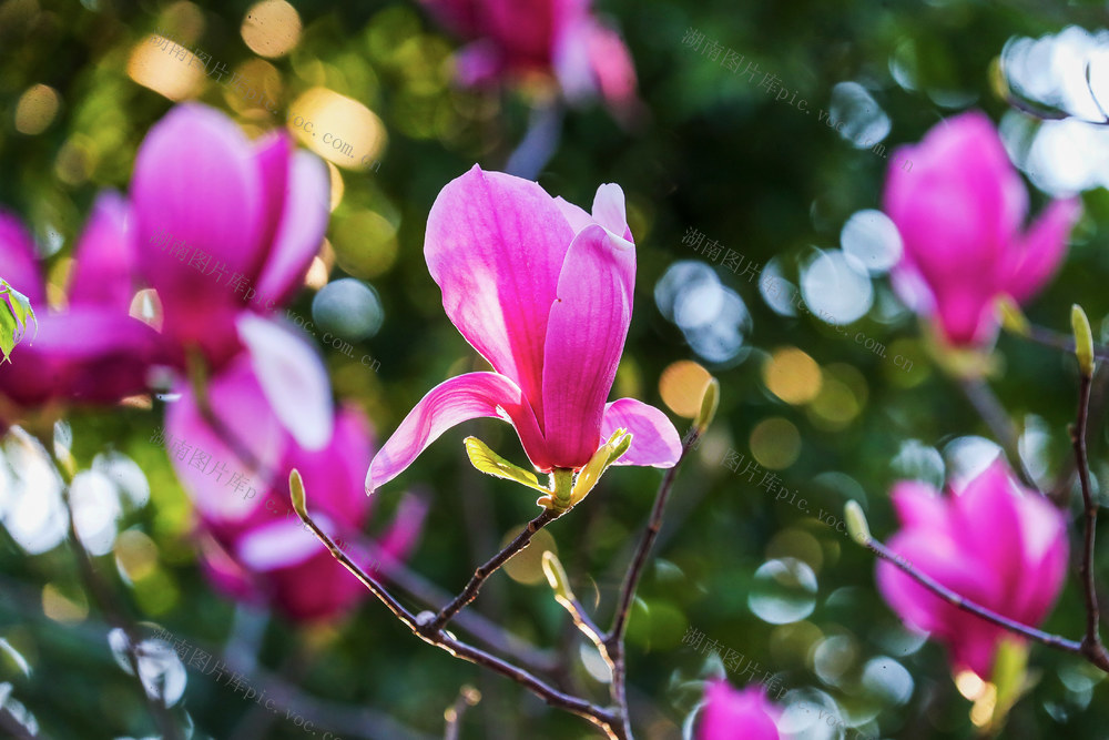 玉兰花  生态  公园  春意