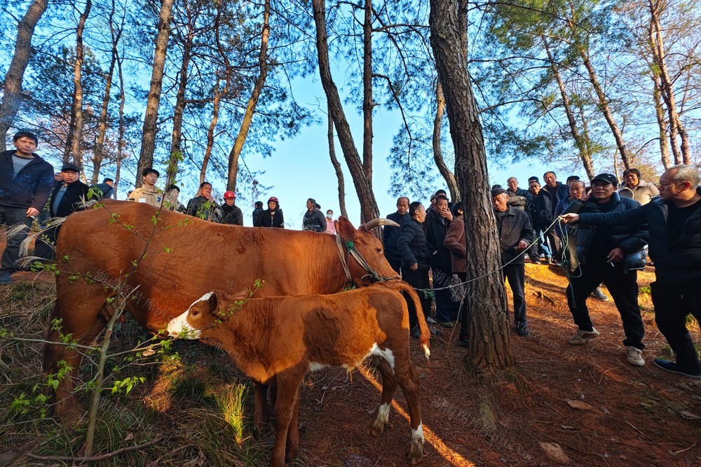 春分 赶分社 春耕 备耕 集市 农具 牛市 耕牛 