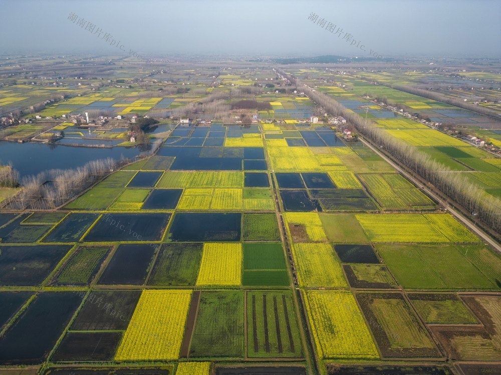 田野 春季 春天 天空 晴天 油菜花 水田 庄稼 植物 绿色 绿意 菜 希望 航拍 田地 土地 乡村 乡间 乡下 一望无际 原野 大地 平原 沃土 鱼米之乡 春分 风景 风光 自然 美景 画 自然风光  