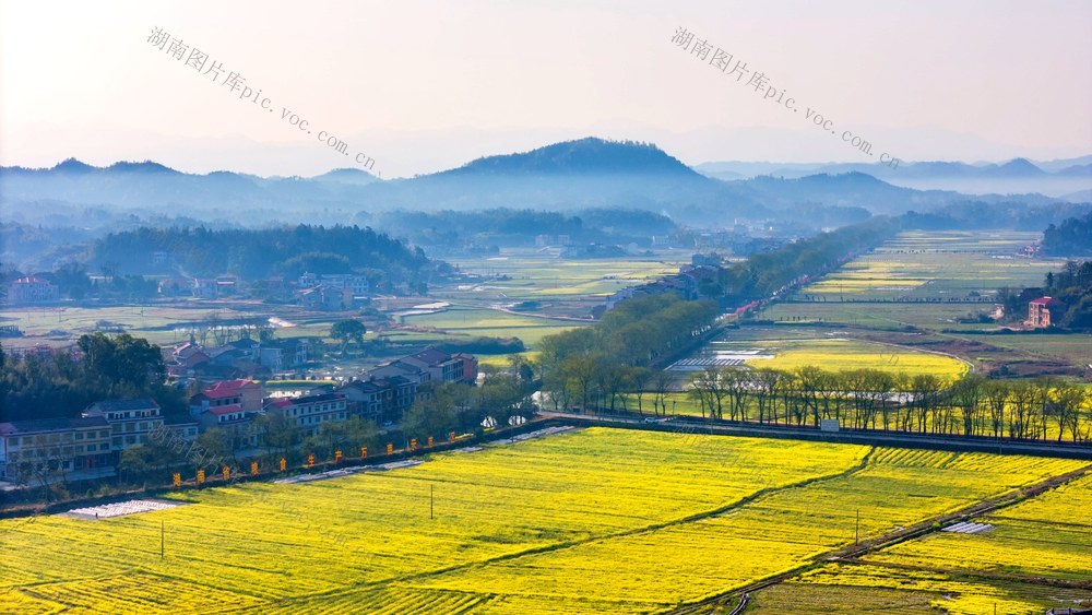 绿肥  油菜  粮食生产  双季稻  水稻  地力