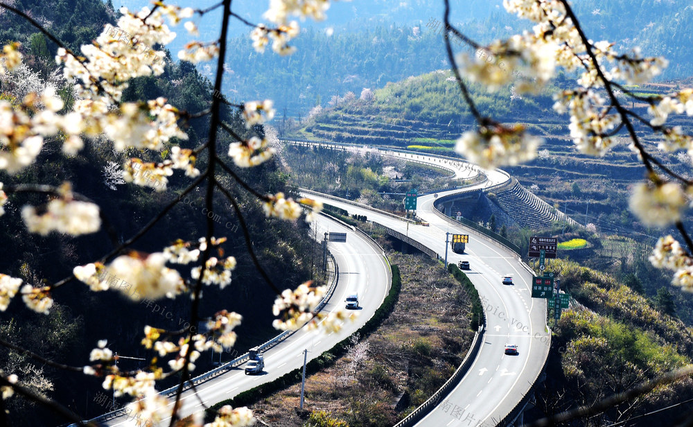 高速路 樱花 车辆 春意