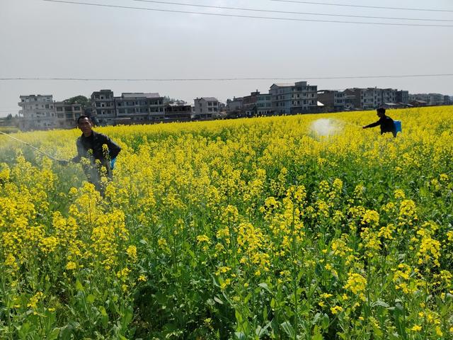 加强油菜田间管理