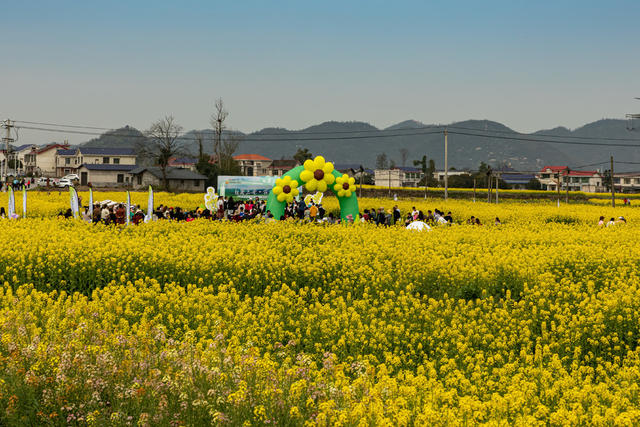 金色  花海  游人醉