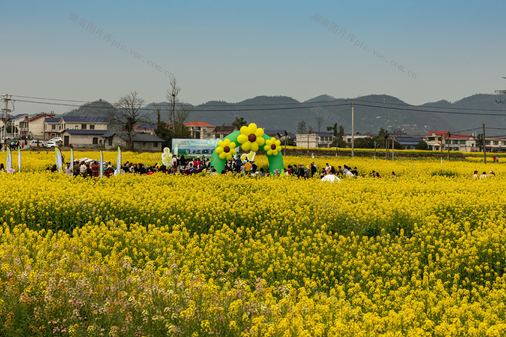 金色  花海  游人醉