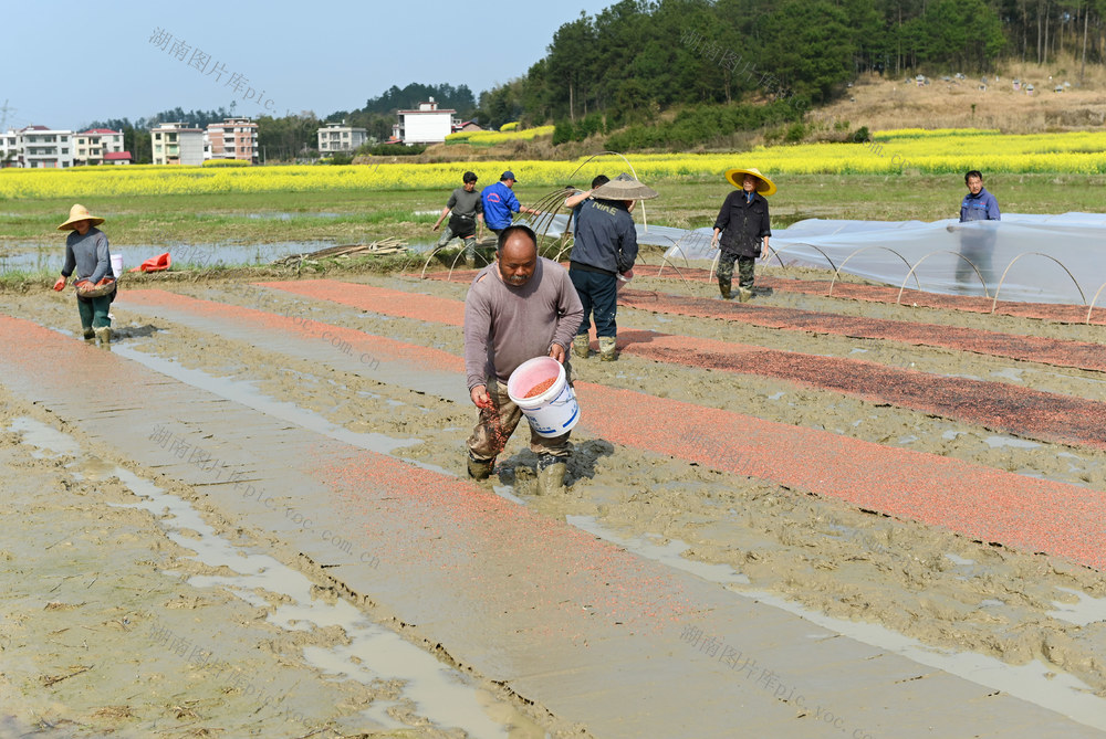 播种，育秧，水稻，粮田，春耕，农业，农时，农民，种粮，田间，忙碌