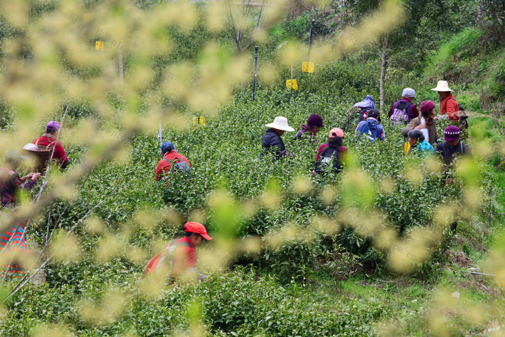 湖南，龙山，春日，采茶，明前茶，鲜花，新茶，市场
