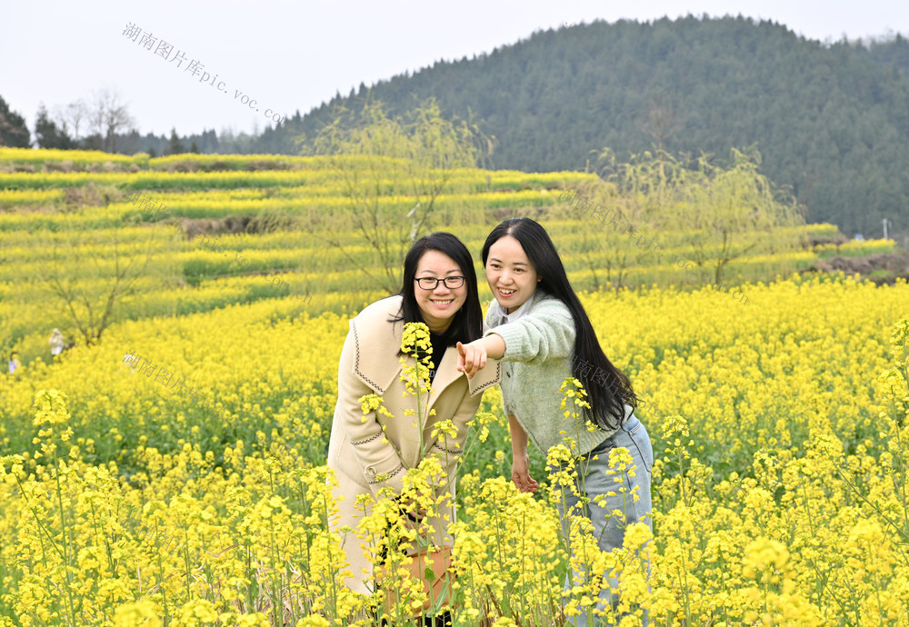 旅游 乡村游 休闲 赏花 油菜花