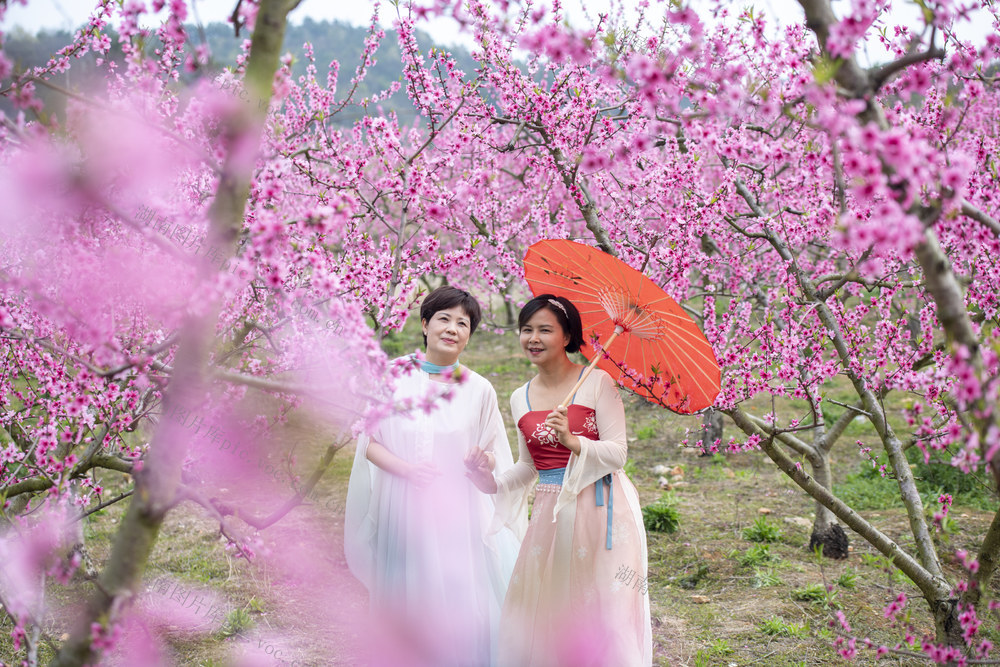 娄星区 桃花 踏青赏花 春日