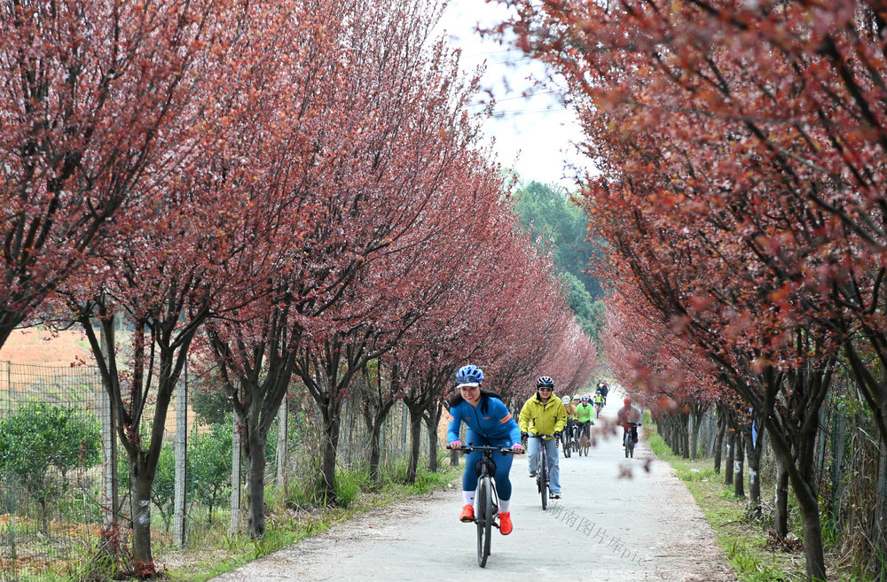 花 乡村 旅游 踏春 赏花 自行车 骑友 春光 春暖花开 乡村游  风景