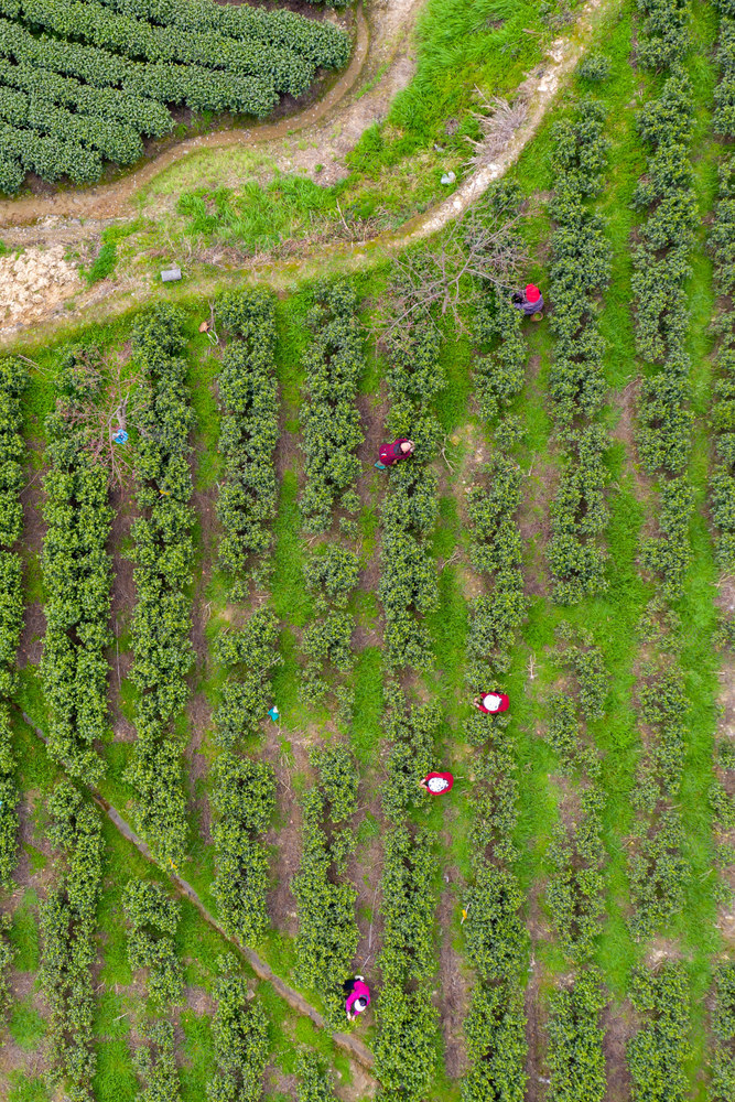 茶叶  春天  苗寨  湘西  农业