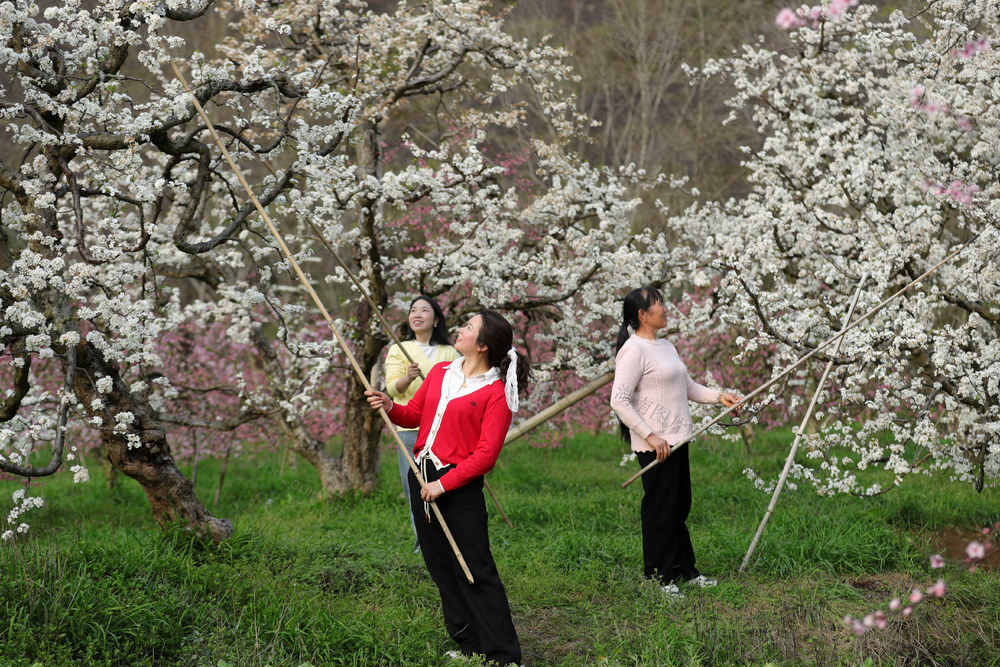春日果园 管护作业 丰产丰收 市场监管 引导品牌 商标注册 增收致富
