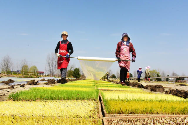 春耕生产  早稻种植  集中育秧  大田管理
