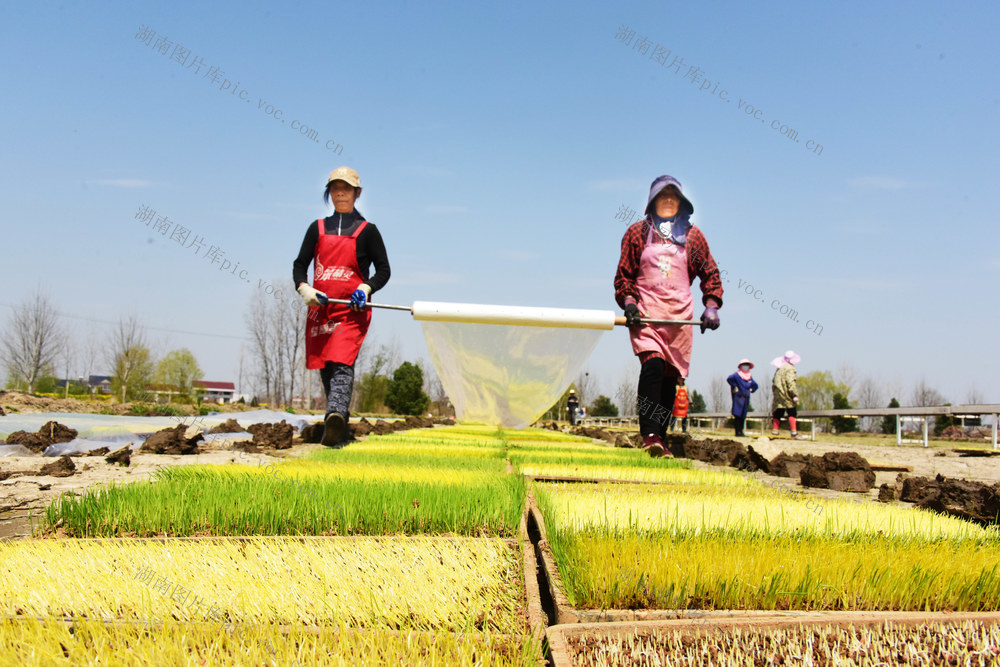 春耕生产  早稻种植  集中育秧  大田管理
