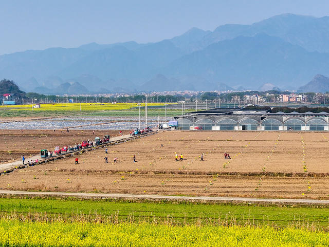 春耕
早稻
道县