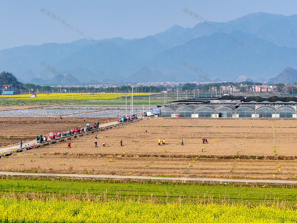 春耕
早稻
道县