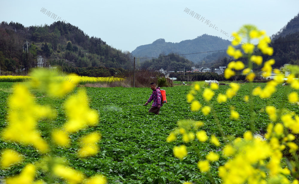春季 马铃薯 培管 农民