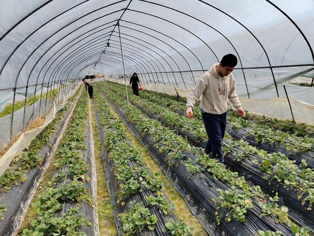 草莓喜获丰收