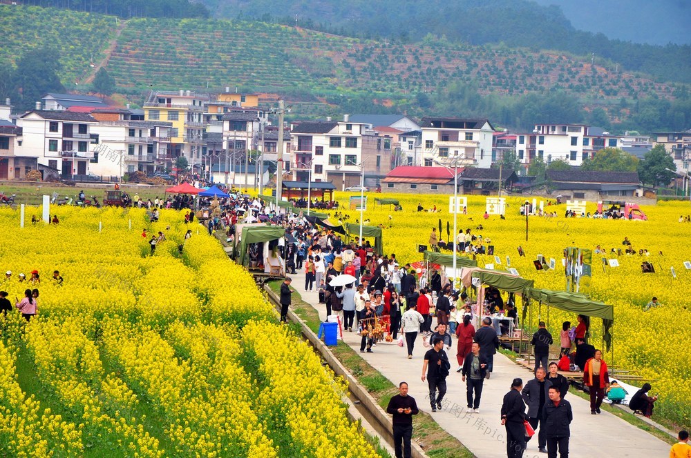 游客 油菜花 午餐
