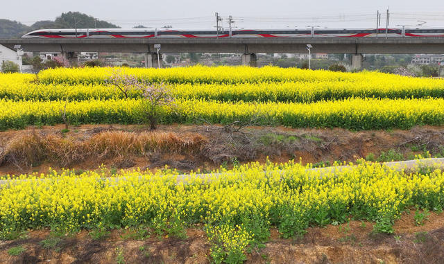 春天 春光 春花 踏青 游玩 乡村 