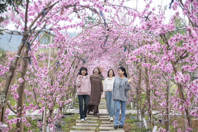 娄底 桃花 赏花经济 乡村游 春日 消费