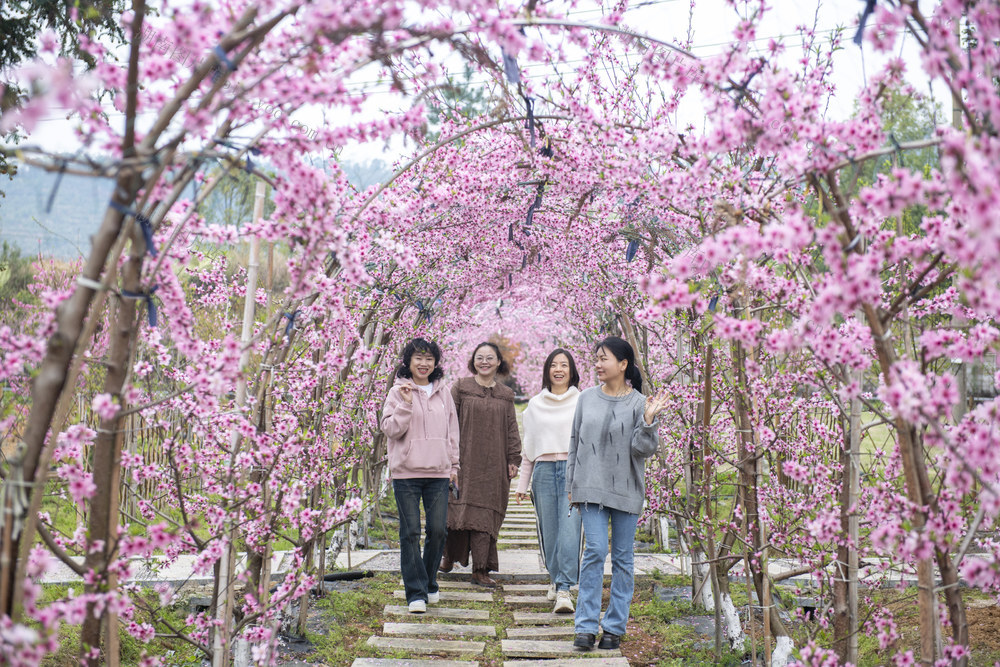 娄底 桃花 赏花经济 乡村游 春日 消费