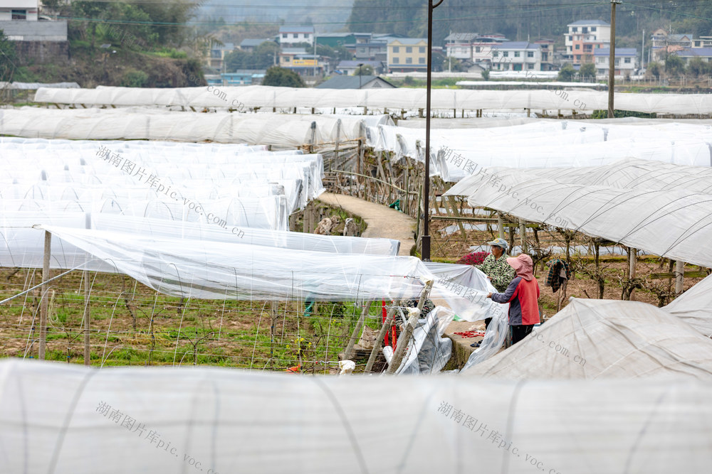 葡萄 张排村 薄膜