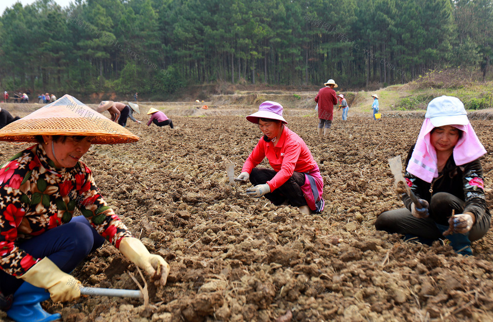 高岸田种香芋 老百姓增收入