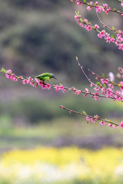 桃花 春光
