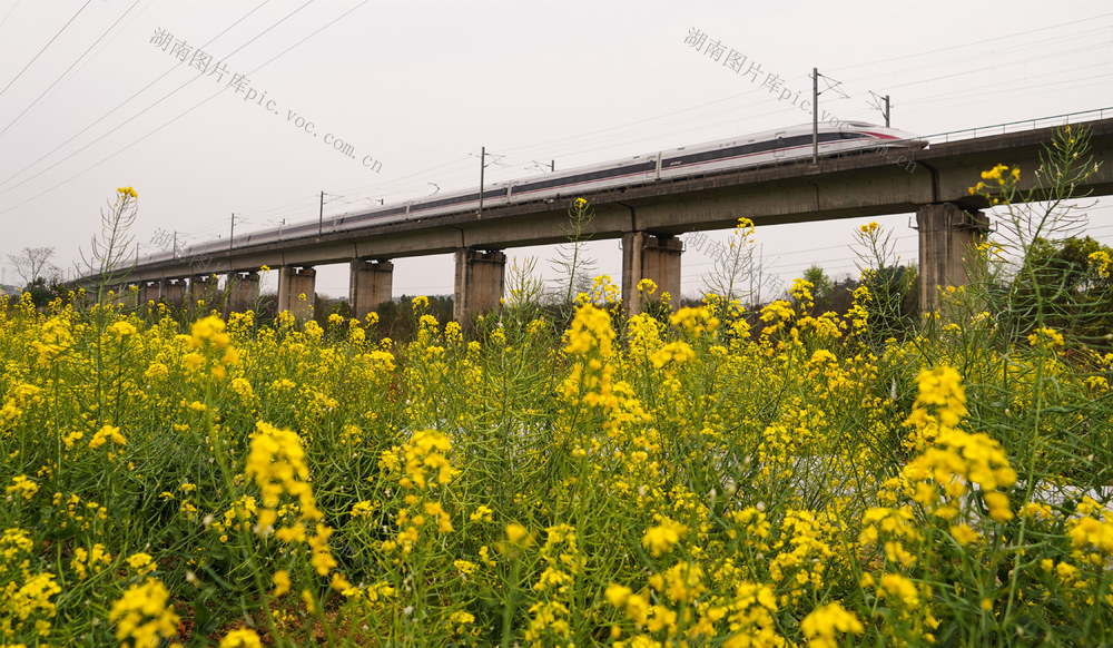 高铁  列车  动车  油菜花  草籽花  风景