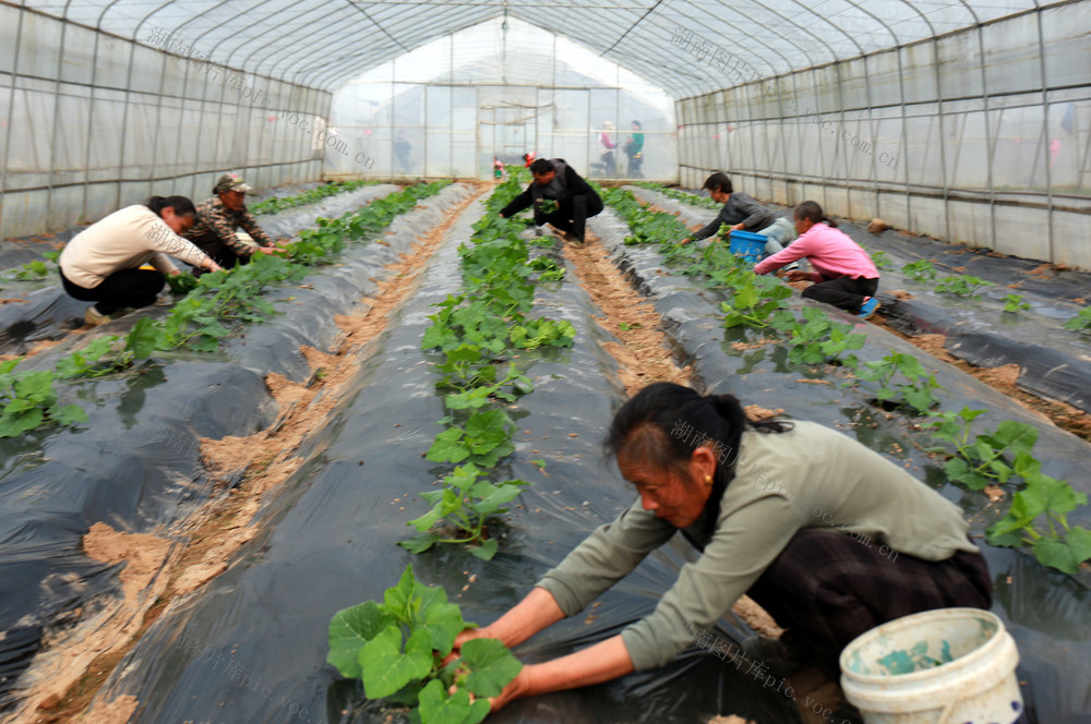 种反季蔬菜 增农民收入
