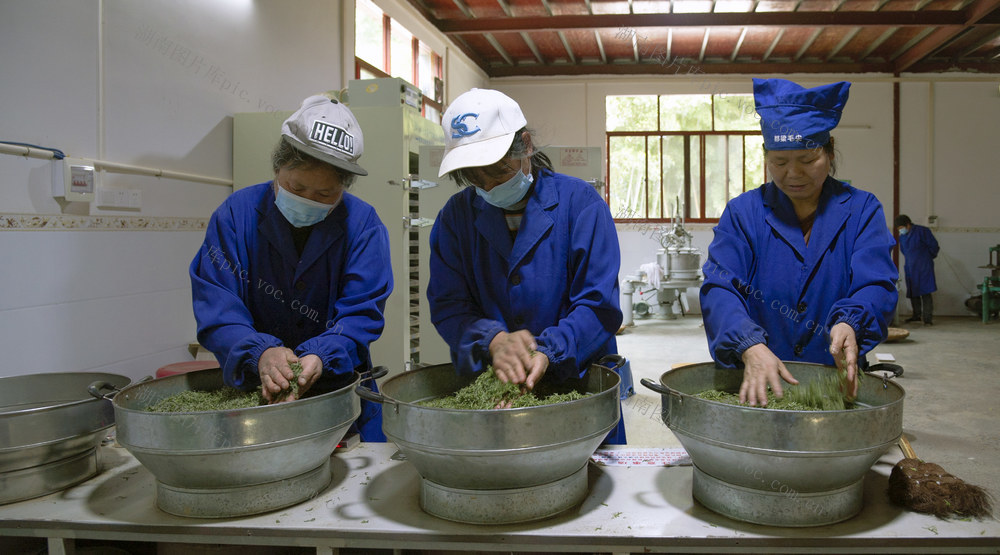 茶叶加工