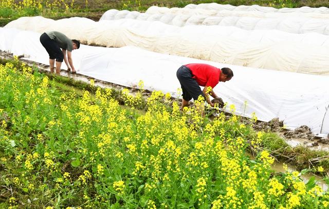   早稻播种育秧忙