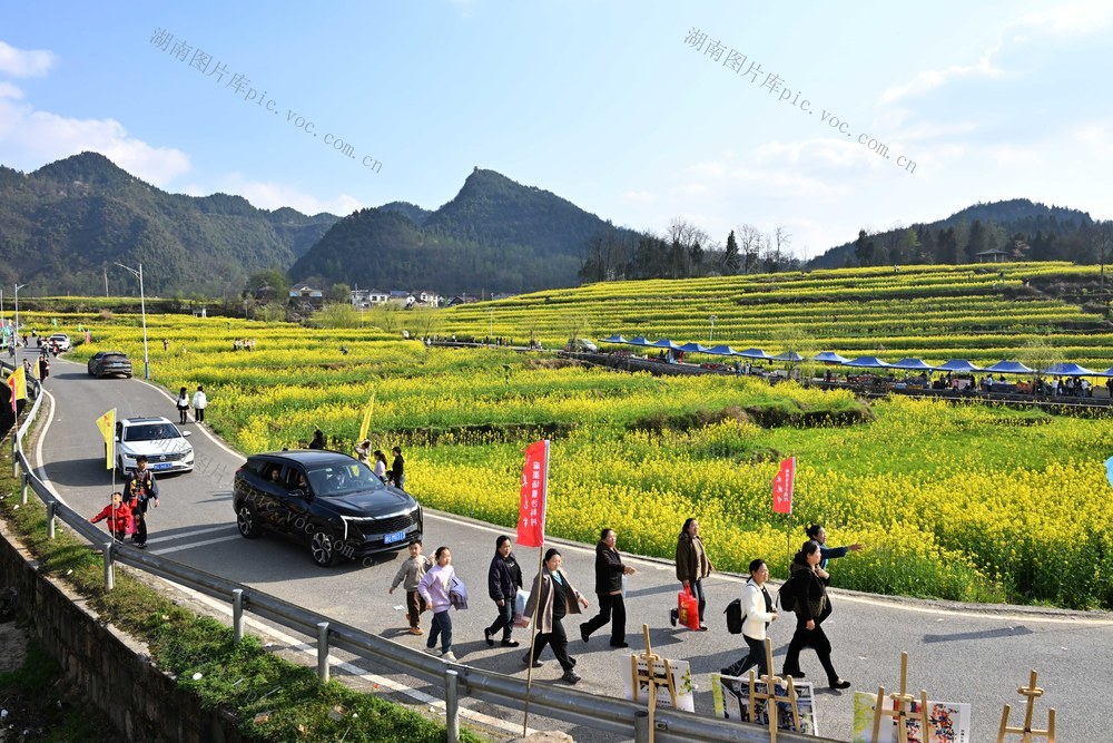 旅游,文化,春光,油菜花节