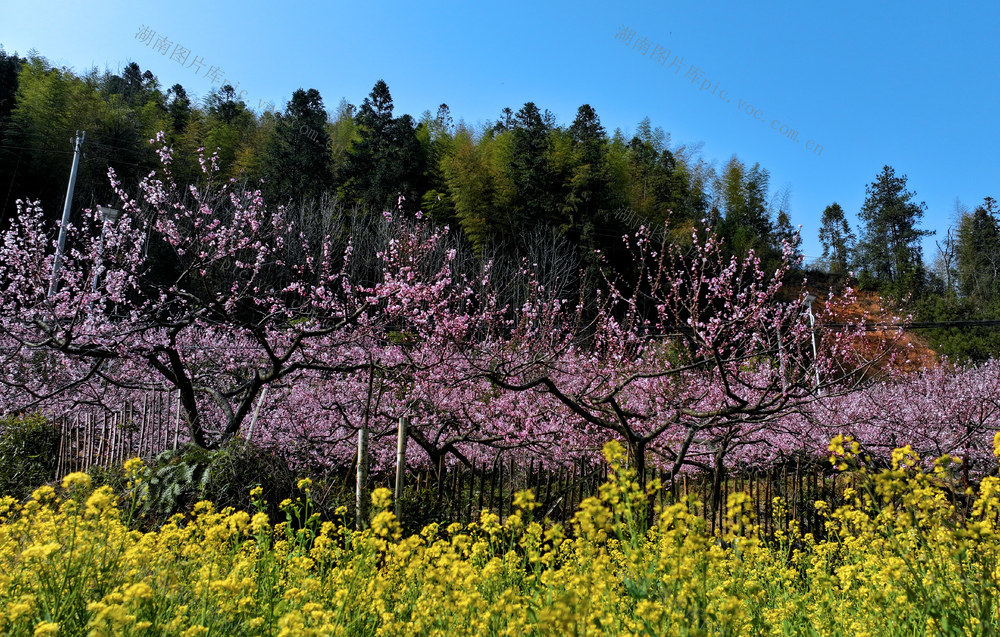 湖南桂东 产业  乡村 美 粉红桃花 金洞村