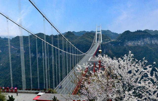 路桥 樱花 青山 蓝天 画卷