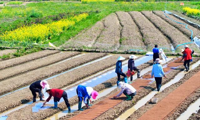 湖南  常宁  春日  农事忙