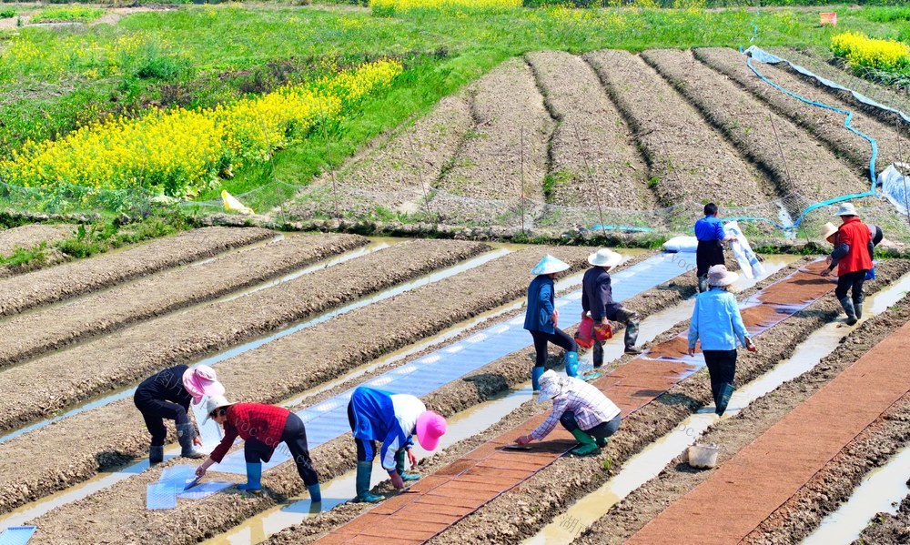 湖南  常宁  春日  农事忙