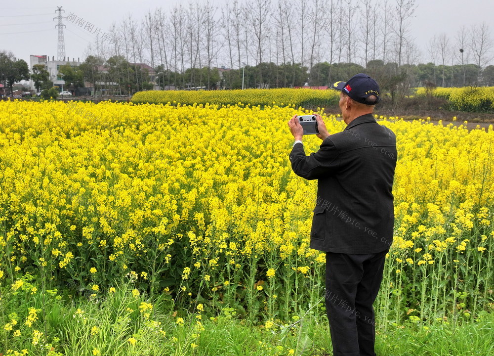 南县囗油菜囗长势囗好