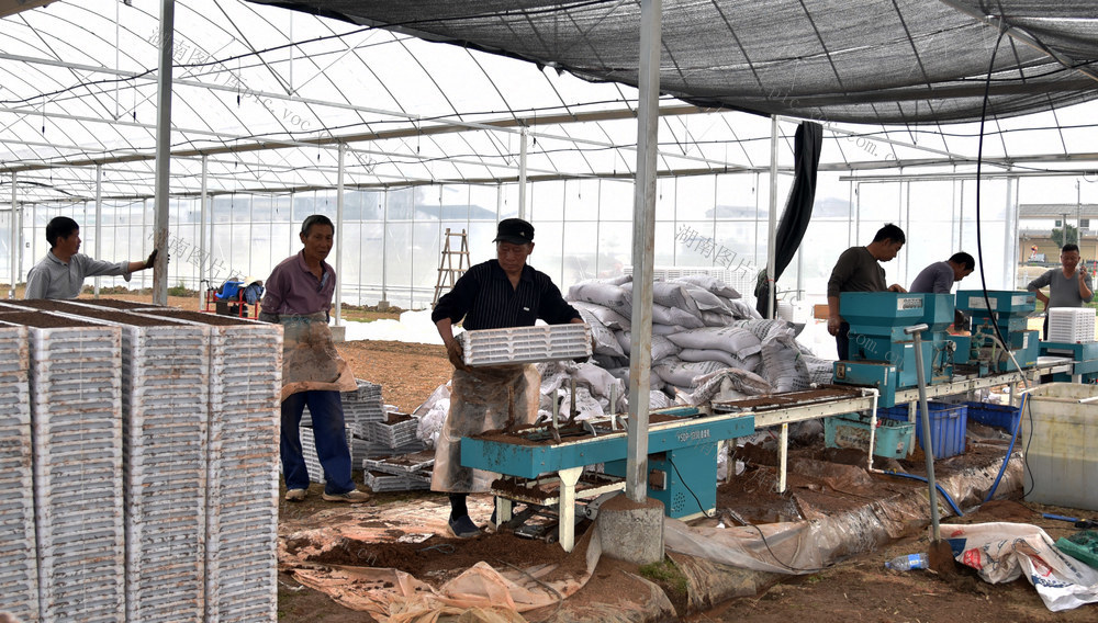 作为全国重要的粮食生产县和商品粮基地县湘阴“工厂化”育秧奏响春耕“前奏曲”
全县专业化育秧主体达230余个  完成早稻集中育秧28.7万亩