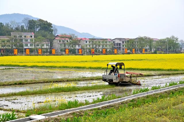 绿肥  油菜花  地力  粮食生产  双季稻