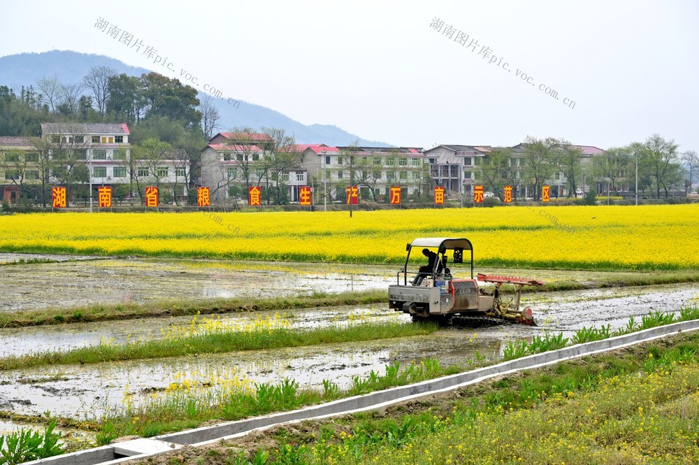 绿肥  油菜花  地力  粮食生产  双季稻