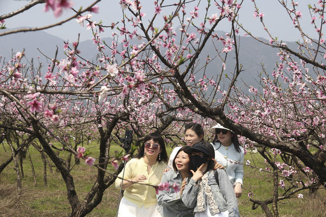 桃花  旅游  乡村旅游  春天