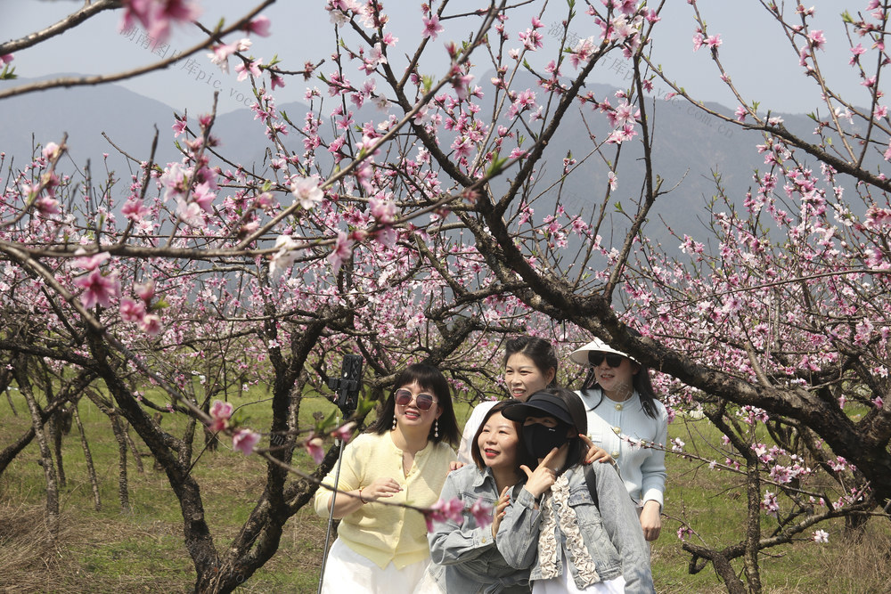 桃花  旅游  乡村旅游  春天