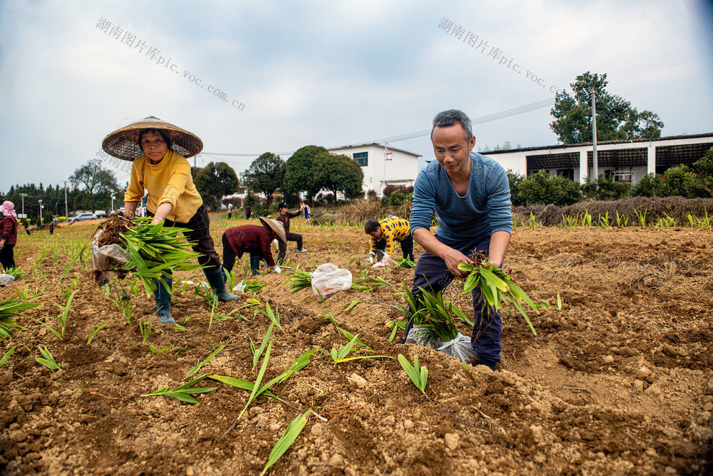中药材  白芨    专业合作社  贯彻落实    中央一号文件精神